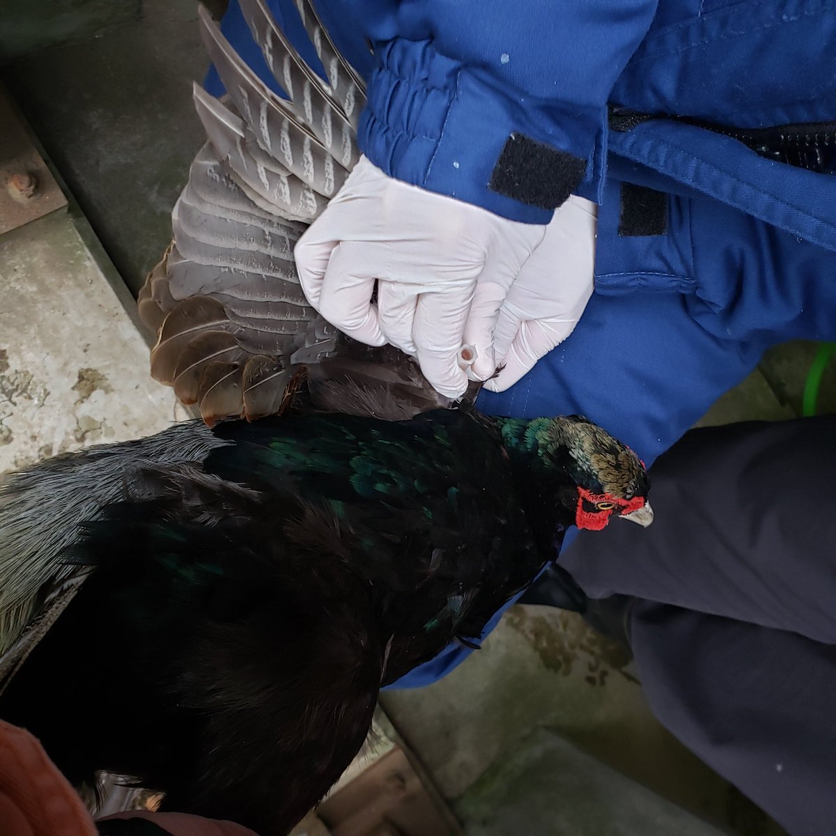 盛岡市動物公園 Zoomo Twitter પર 今日は 二ホンキジやキンケイなどキジの仲間の鳥たちに年に一度の鶏痘ワクチン接種をしました キジの 仲間特有の伝染病予防のためです
