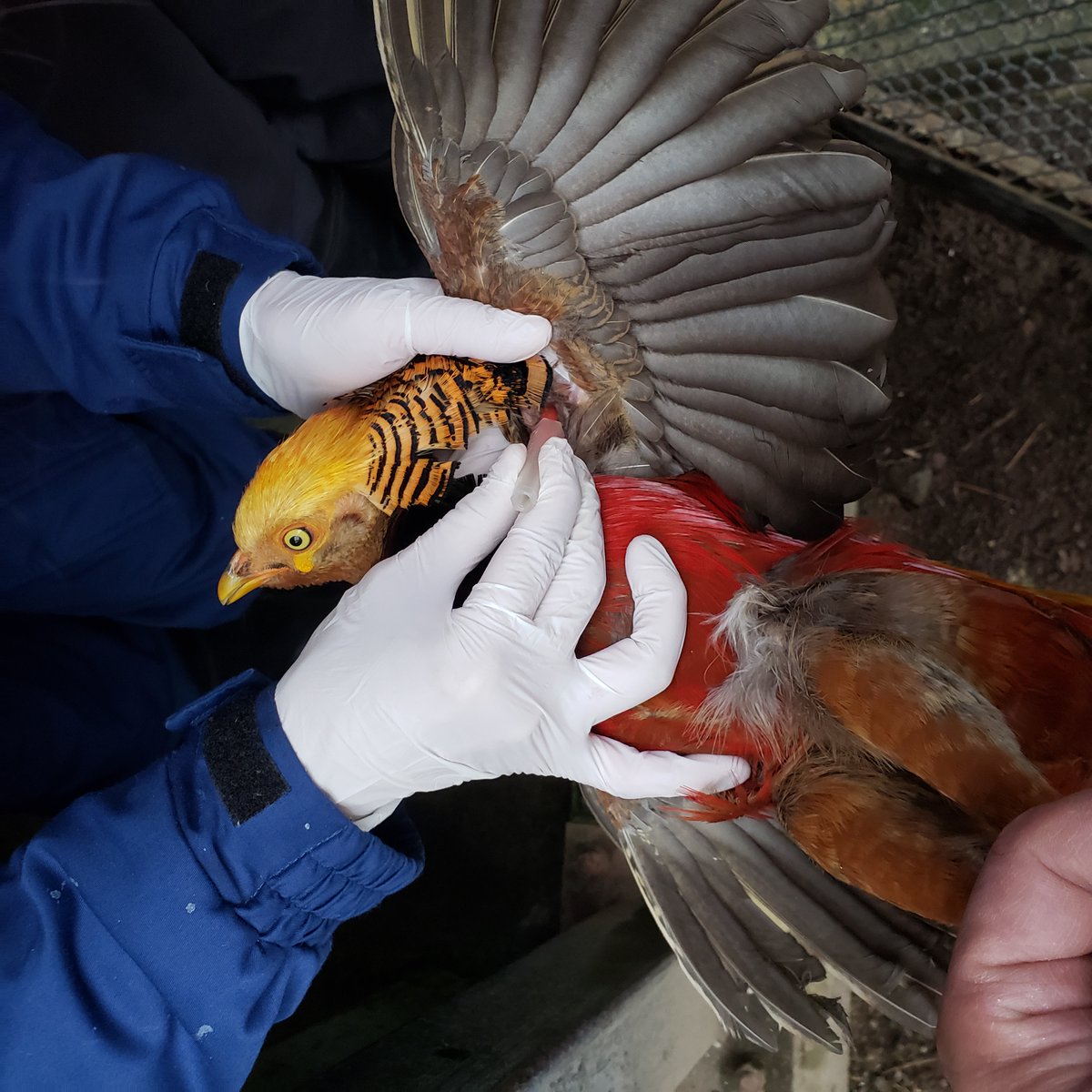 盛岡市動物公園 Zoomo 今日は 二ホンキジやキンケイなどキジの仲間の鳥たちに年に一度の鶏痘ワクチン接種をしました キジの仲間特有の伝染病予防のためです