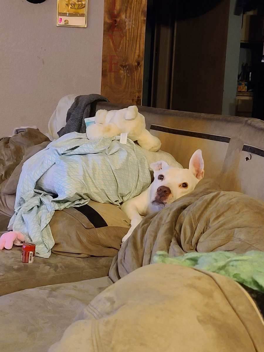 AshSlay422's tweet photo. Big chilling. #DerbyTwitter #derbydogs #QuarantineLife https://t.co/eCuWSe9Td9