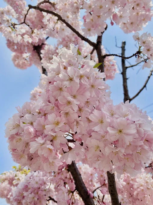 家にこもってる間に色んな桜咲いてた? 