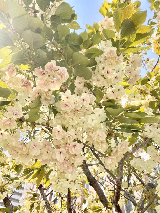 家にこもってる間に色んな桜咲いてた? 