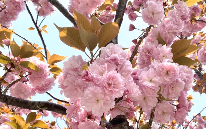 家にこもってる間に色んな桜咲いてた? 