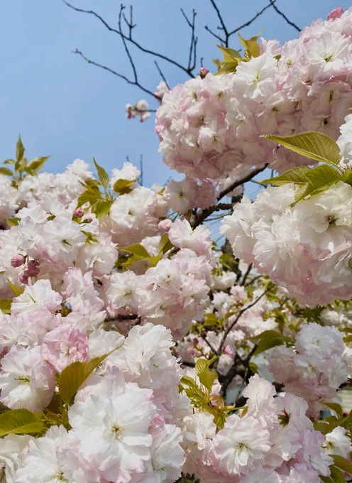 家にこもってる間に色んな桜咲いてた? 