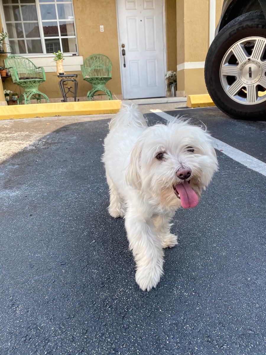 0krodz's tweet photo. coco wants to brighten up your day :) https://t.co/dyBS2qbRPu