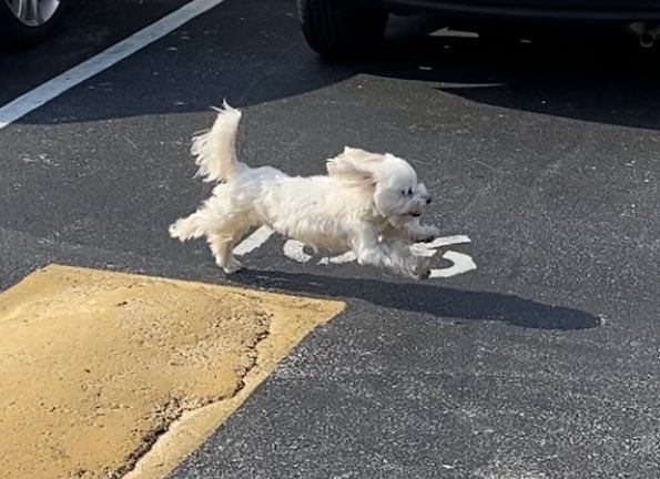 0krodz's tweet photo. coco wants to brighten up your day :) https://t.co/dyBS2qbRPu