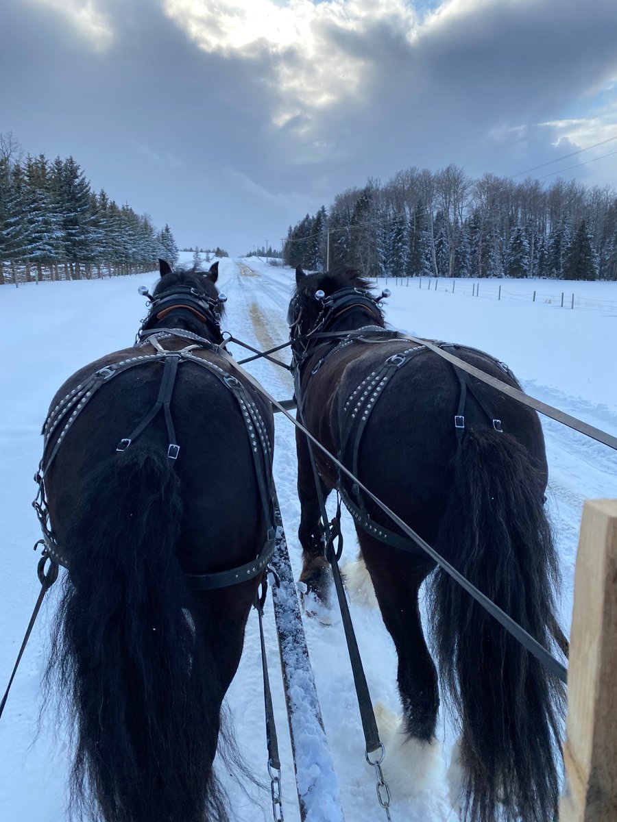 follis_gail's tweet photo. Out for an evening sleigh ride in April! https://t.co/NJvKv7v22b