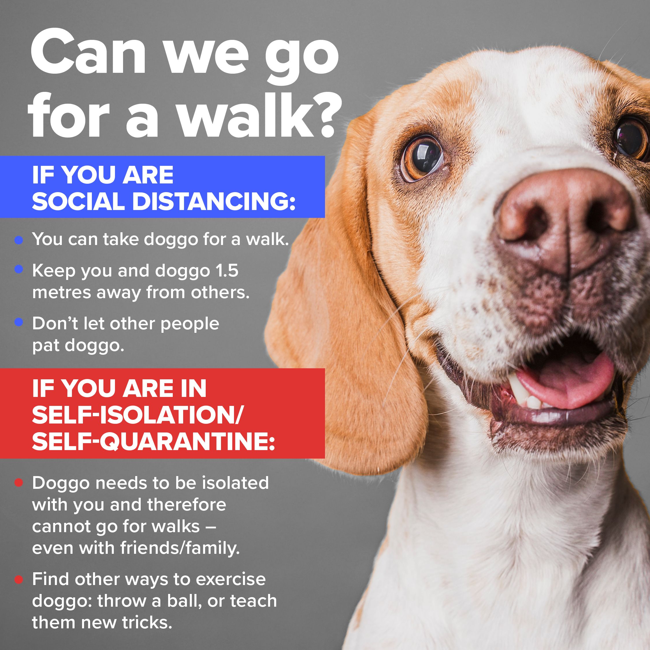 How Long Do Dogs Need To Stay In Quarantine