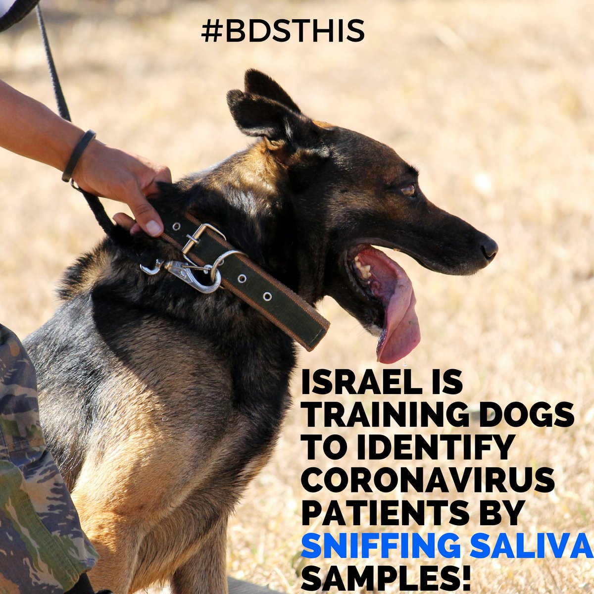 bdsthis's tweet photo. The Israeli Admin 4 the Develpmnt of Weapons &amp; Technological Infrastructure is leading an effort 2 train dogs 2 identify #Covid_19 patients by sniffing #saliva samples.
⠀
#BDSTHIS #BDSFAIL #israel #idf @idf #dogs #dog #training #dogtraining #corona #canine #WuhanVirus @Israel https://t.co/7dYYtdRA4s