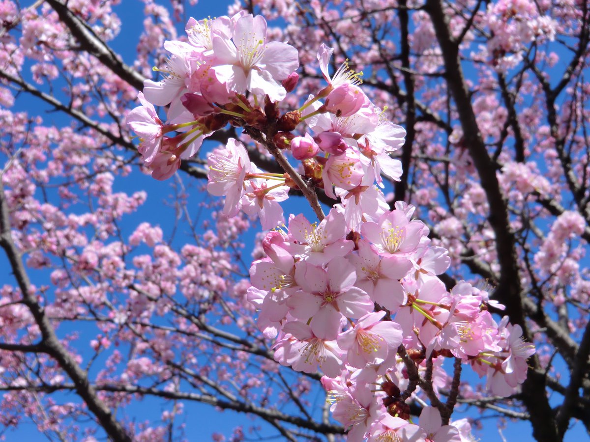 八峰町観光協会 4月16日 木 一斉に咲きました T Co Gfwsr5xaf1 秋田 八峰町 御所の台 ハタハタ館 あきた白神駅 五能線 桜 サクラ さくら 桜の名所 秋田の桜 家で花見 おうちで花見 自宅で花見 Visitshirakami T Co