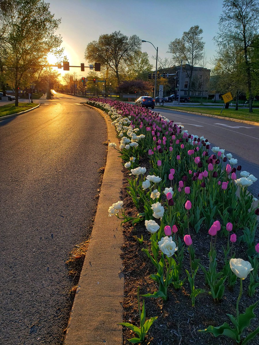 susan6768's tweet photo. Another beautiful evening in Forest Park!  @ForestPark4Ever #stlrunning #Spring #StLouis https://t.co/pRmrbYVH5p