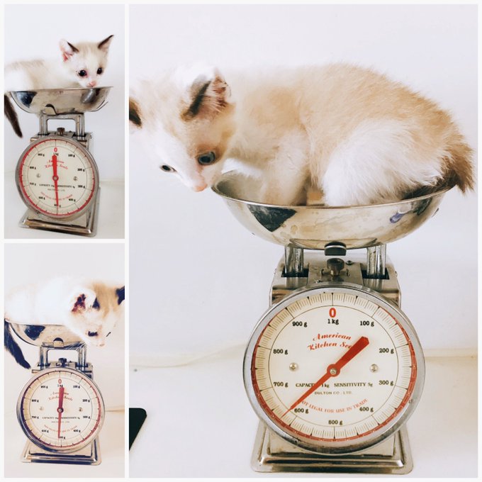 #まいにち育つ子猫 9日目
子猫の成長早すぎる。きのこか。
でも犬に比べると、まだまだちいさいね… 