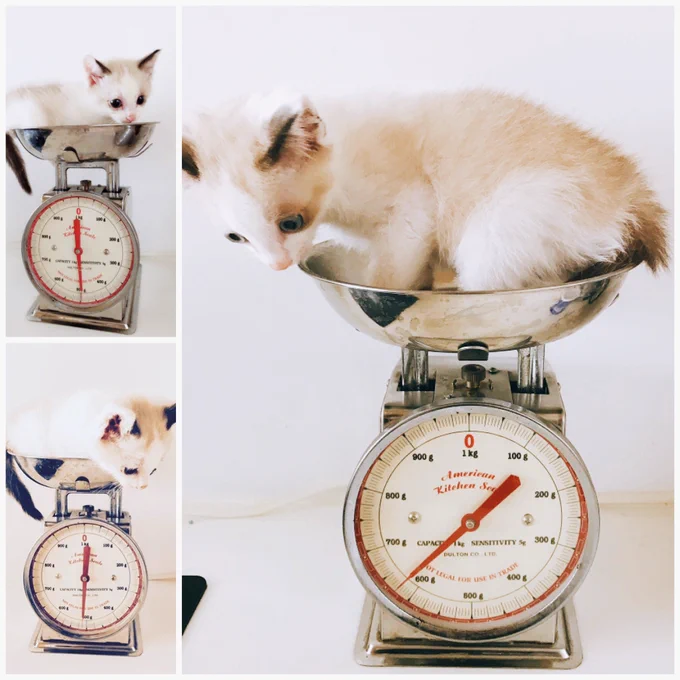 #まいにち育つ子猫 9日目
子猫の成長早すぎる。きのこか。
でも犬に比べると、まだまだちいさいね… 