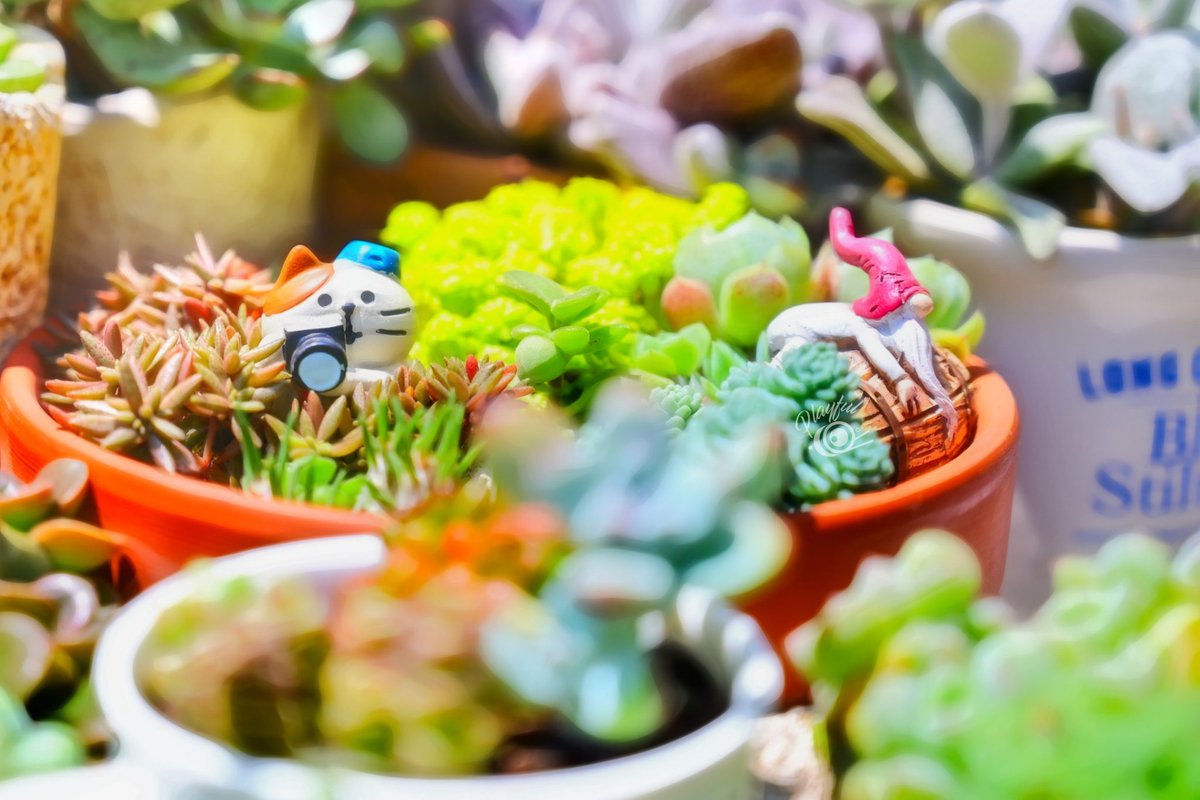 It's a lovely sunny day!
Have fun and stay healthy!
:D

#succulents #succulentlifestyle #succulentplant #succulentcollection #succulentgarden  #succulentarrangements  #succulentlovers #succulentlife #多肉 #多肉植物 #多肉植物初心者 #多肉植物の寄せ植え #playfulswindowseat