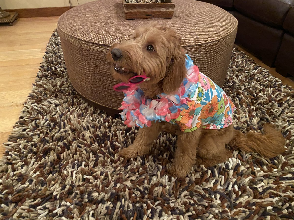 WintersetSchools (@wintersetschool) on Twitter photo Buddy is all ready to celebrate Tuesday's Virtual Dress Up Day in Winterset -- Tropical Tuesday. We can't wait to see everyone dressed up. Be sure to send your pics to smeade@winterset.k12.ia.us and we will post them for everyone to see! Buddy is all ready to celebrate Tuesday's Virtual Dress Up Day in Winterset -- Tropical Tuesday. We can't wait to see everyone dressed up. Be sure to send your pics to smeade@winterset.k12.ia.us and we will post them for everyone to see!