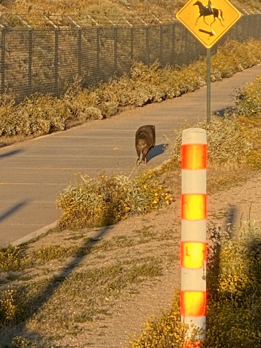 KobaltBiz's tweet photo. Javalina practicing social distancing near Horizon Park. Don’t get within 6’ of horses or humans. #12newsaz  #staysafe #SocialDistanacing https://t.co/VIjuYdbv09
