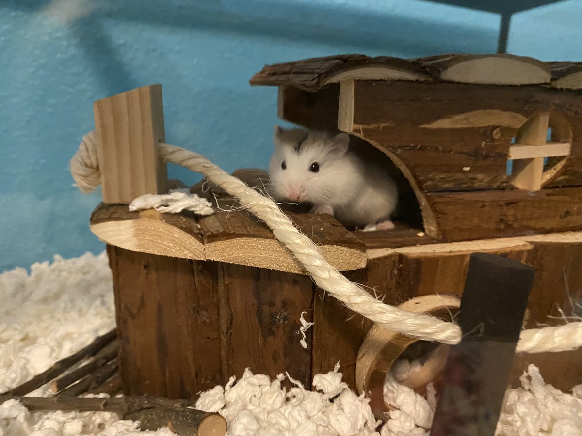 Im obsessed with my hamsters the way <a href="/JeffreeStar/">Jeffree Star</a> is obsessed with his Poms 🥺💕