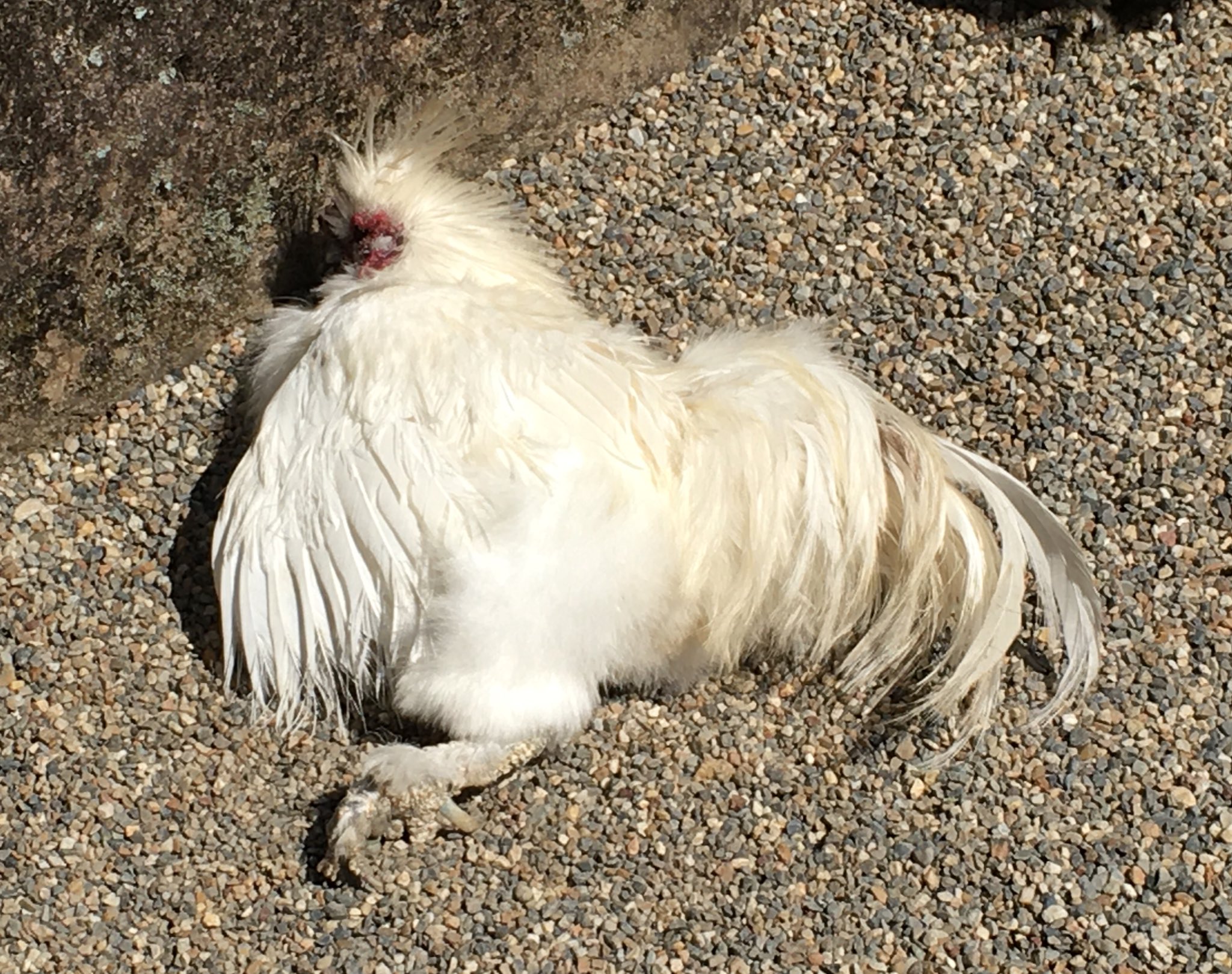 ぴよたん Sur Twitter ぴよたは羽びら って広げて日向ぼっこするやつ しないんだよなぁ 烏骨鶏はやらないものなのかと思ってたら 石上神宮のうこさん 2枚目 はやってたんですよ これもお母さんに教えてもらわないとできないものなのかな ぴよた 教えてあげ