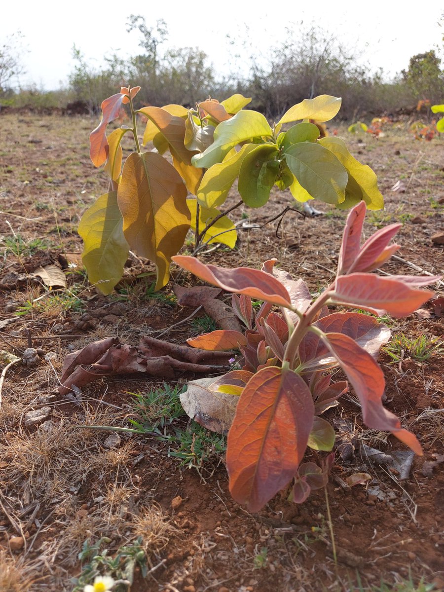 Teerath Singh baghel tweet media