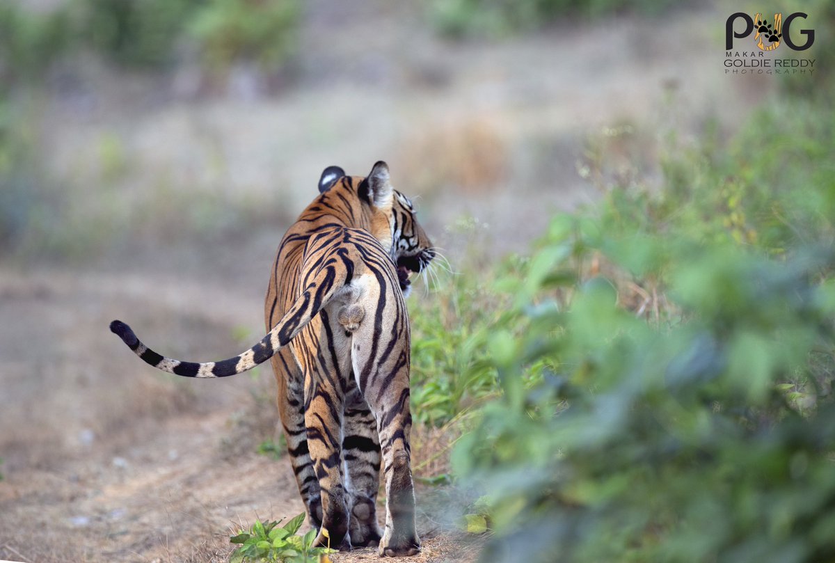 goldspug's tweet photo. Good morning Bengaluru
Sub Adult male tiger
Kabini
2020
#natureinfocus #natgeo #kabini #camazon #nagarahole #wildkarnataka https://t.co/yJ3nQt52MX
