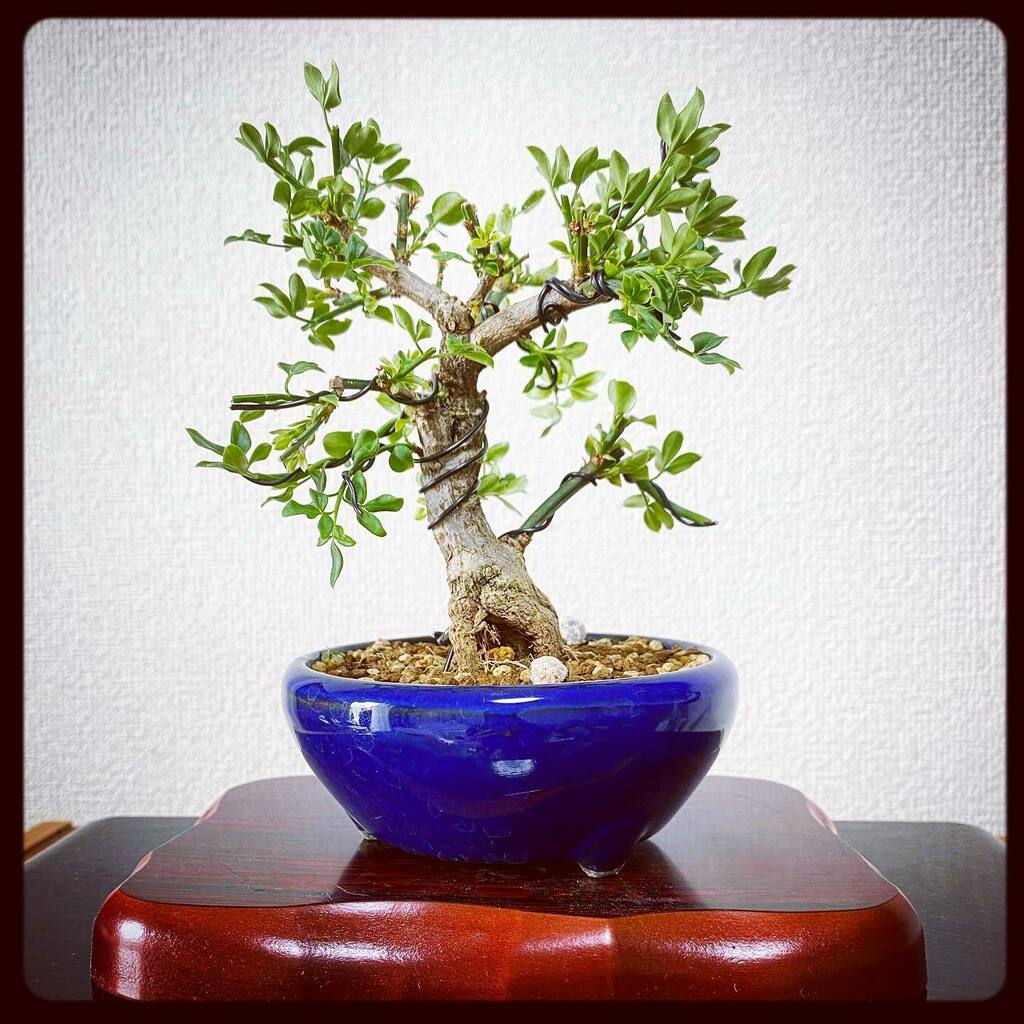 黄梅

2020.04.16

#黄梅 #盆栽 #小品盆栽 #bonsai #jasminumpolyanthum #tokyo #japan instagr.am/p/B_BmCyGAz2E/
