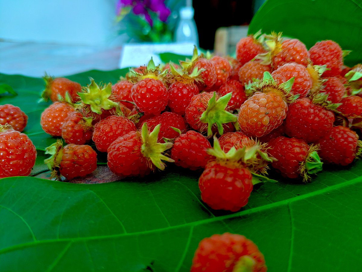 Tempxiaoming's tweet photo. Wild raspberry ，Freshly picked, sweet and sour.😋😋😋😋😋
野生树莓，新鲜采摘，酸甜可口。😋😋😋😋😋😋😋😋😋😋 https://t.co/5vXeTfmvm4