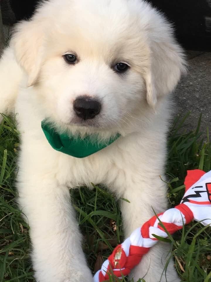 StrackCo's tweet image. What is our president doing while in quarantine? She and her family spent the day making dog chew toys, a service project scheduled to take place during #KleinFamilyServes Kyla finally got to see her project come to life. #RISE2Excellence @StrackKISD