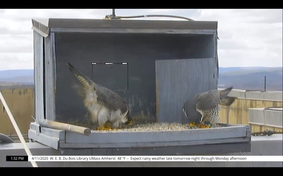 There are not a lot of records of 1 female to 2 male pairings in the literature -one in Canada. In this trio one male did not deliver food to the female or copulate. Scientists believed the female paired with a second male to hold his territory as well as her own  #DuBoisFalcons