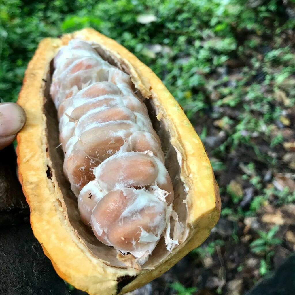 First, we farm! Where chocolates comes from. Eating the fleshy part covering those seeds are a bit sour but we want the seeds from this pod.
.
.
.
#farm #cacao #cacaopod #chocolate #farming instagr.am/p/B_BmErgHUA9/