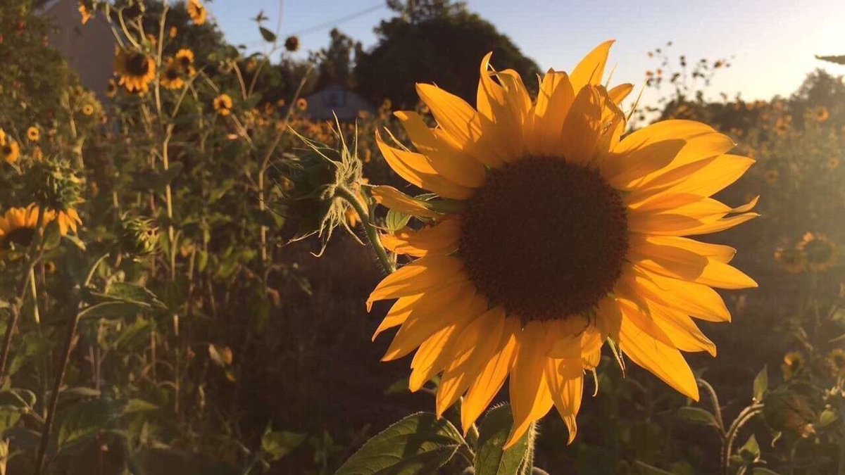 sunflowerlust's tweet photo. Sunflowers steal my heart every time💛 https://t.co/i8r6manPh5