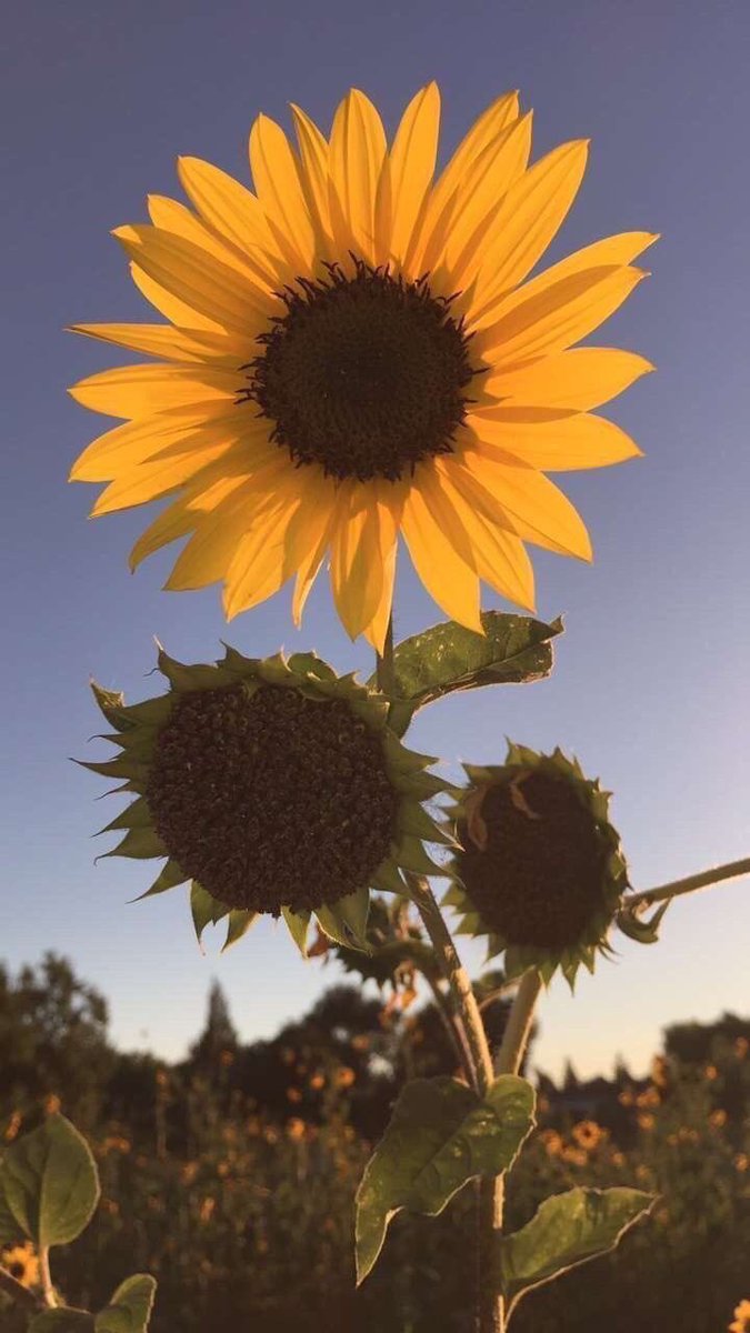 sunflowerlust's tweet photo. Sunflowers steal my heart every time💛 https://t.co/i8r6manPh5