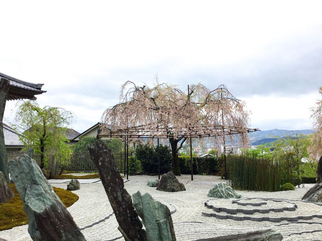 asia_kakehashi's tweet photo. 石庭に咲くしだれ桜。禅寺では、静けさを楽しむことも、内なる声に耳を傾けることもできます。いつもは、楽しいことを求めるのが人の常なのですけれども！
⁠
#asiakakehashi #afsjapan #enkoji #zen #rockgarden #アジア架け橋 #禅 https://t.co/9uwRoD3kAz