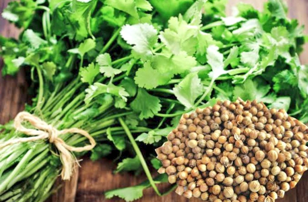 Next is fresh coriander!  Dhaniya! You can eat its fresh leaf, or dry seeds, powdered or roasted. Or just drink its fresh juice! In addition to flavouring your food, it has great medicinal properties. I love using a few fresh leafs in almost everything!  