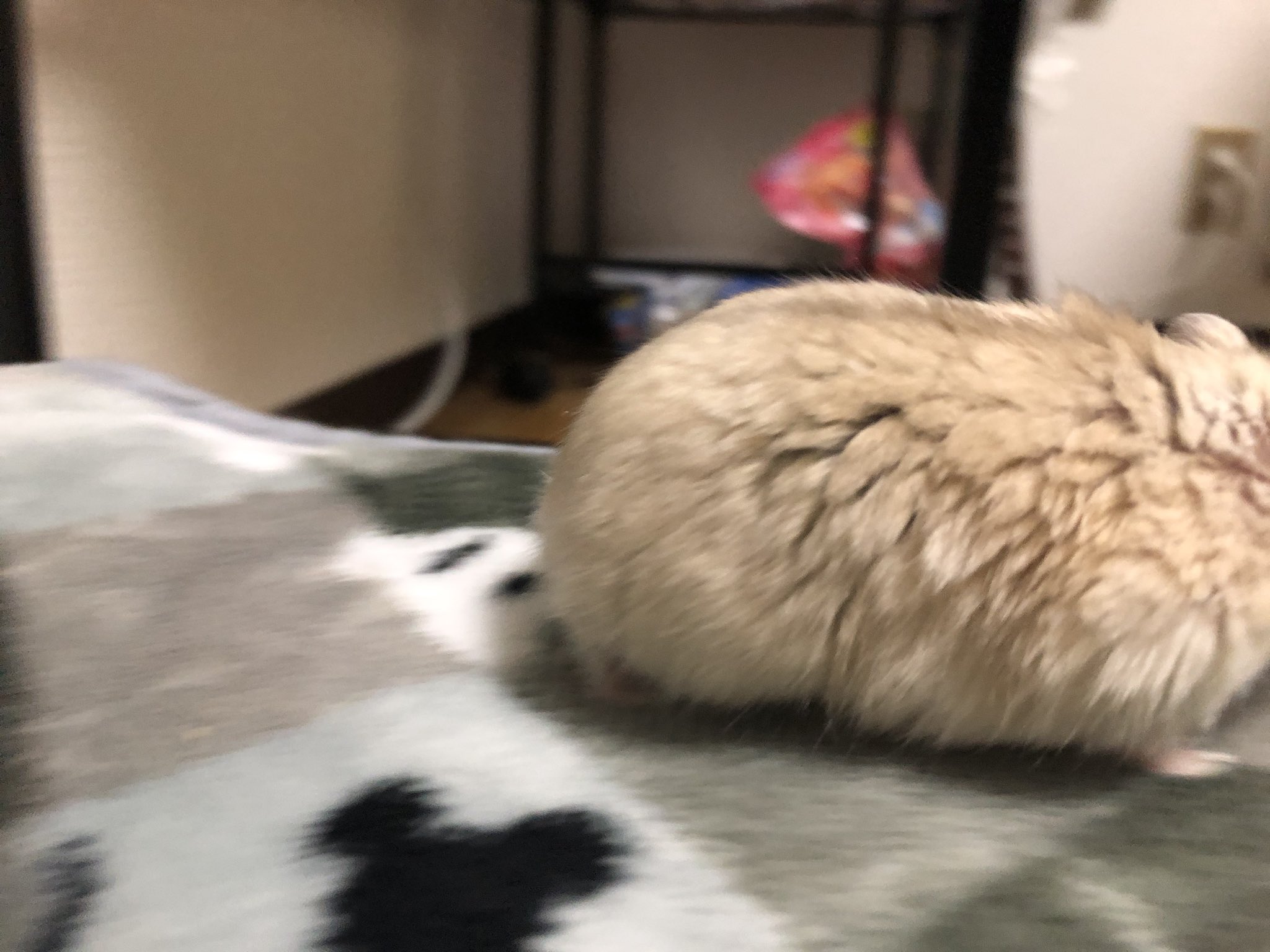 画像 ハムけつマニア向け お昼の癒しにあるちゃんを ててらぼペット部 T Co 8fyrvdwdei Matomehub まとめハブ