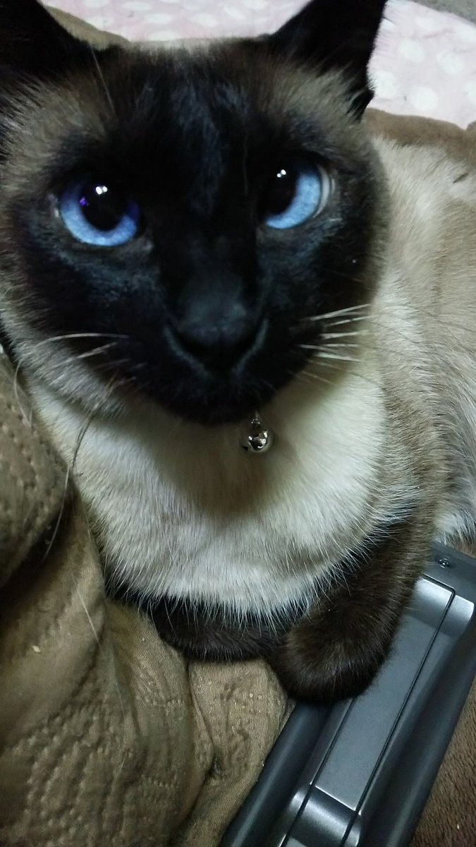 のべ子 シャム猫あずきさん בטוויטר かわいいー シャムは寄り目がちなのかも のべ子 シャム猫あずきさん בטוויטר かわいいー シャムは寄り目がちなのかも