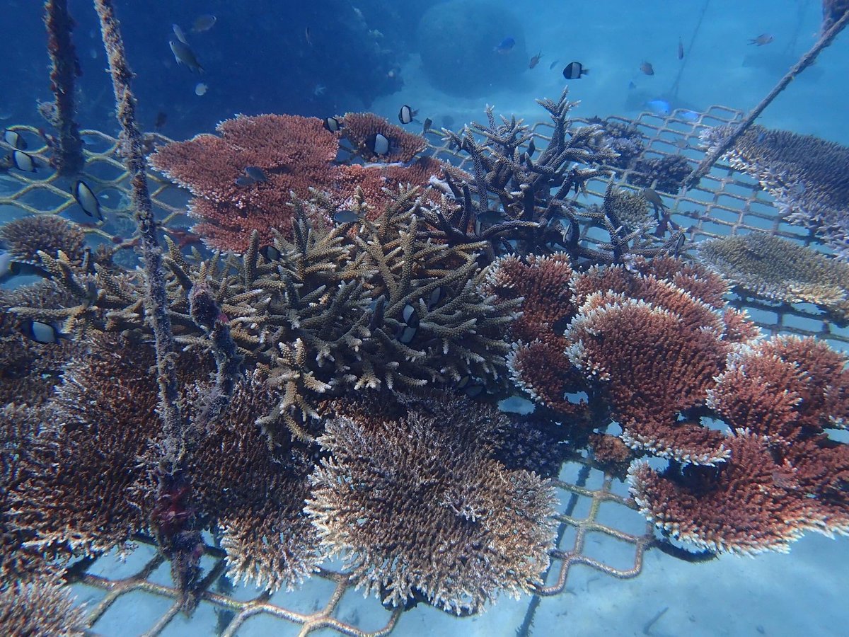 Our coral nurseries are starting to look like mini reefs! Photo taken this week by John Edmondson @reefsnorkel @CoralNurture #GreatBarrierReef #reefrestoration
