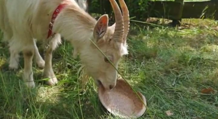 dibesh divakaran tweet media