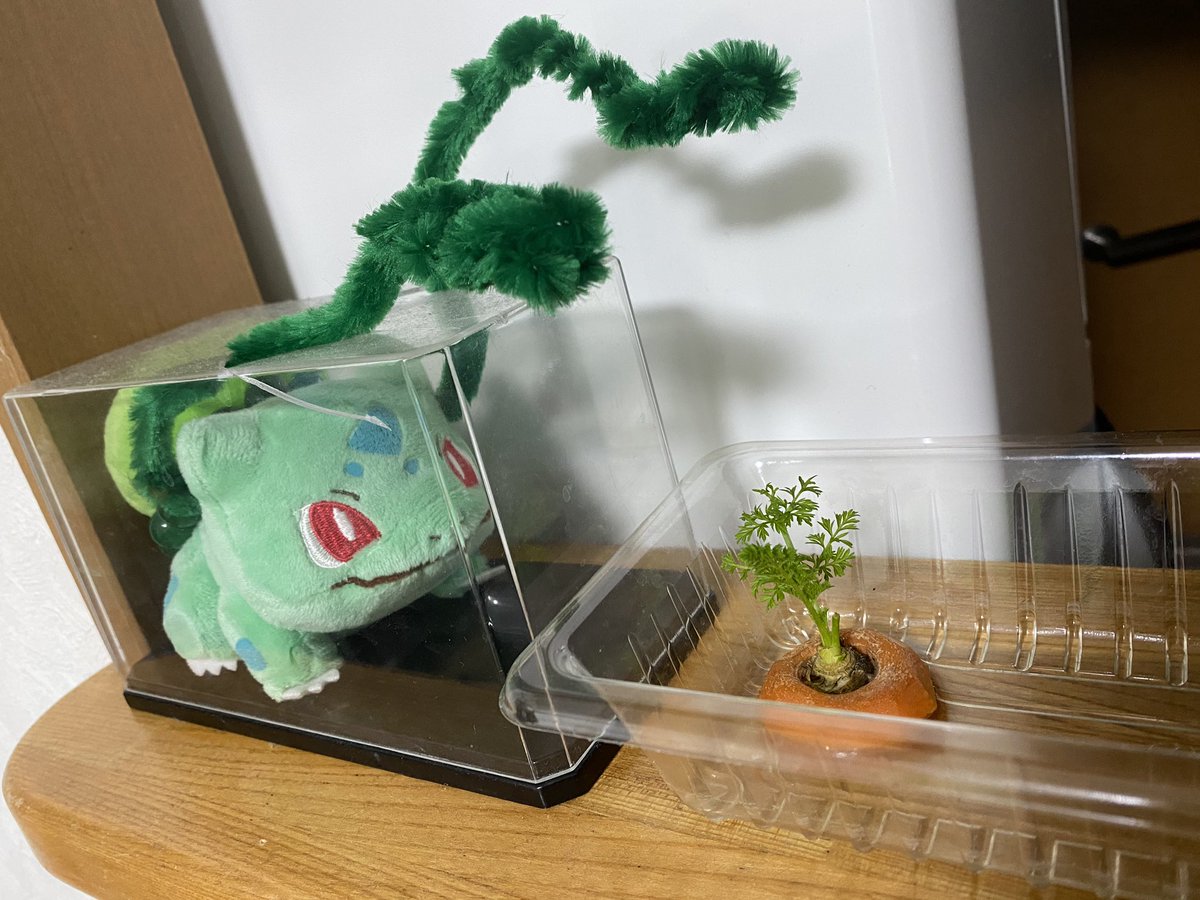 gamolee's tweet photo. テレワークになってから4/7〜ニンジン育て始めたのですが、日々成長が目に見えて分かるので、日々が過ぎていく感覚や、守るべき対象、癒しができておすすめです(成長したので2回目投稿 https://t.co/TQ7DVs70Bi