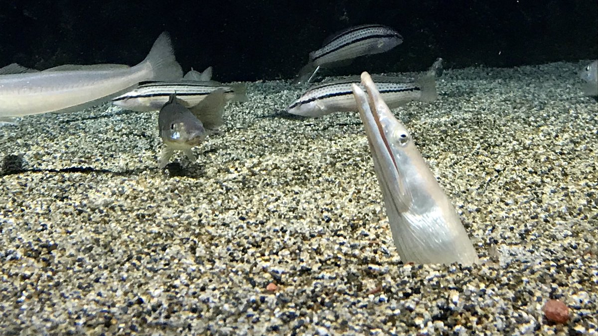 ダイナンウミヘビ