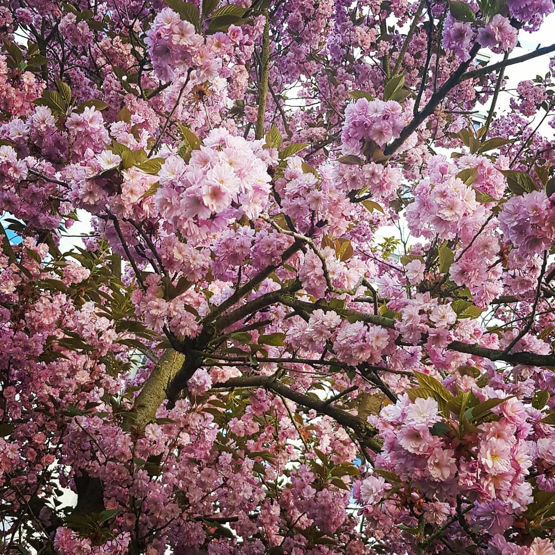 Acıyla başa çıkabildiğinizde büyümüş olursunuz. Boğazınız acıyla yırtınırken sustuğunuzda, gözlerinizin arkasında biriken okyanusu durdurduğunuzda ve yaralarınız kanarken yaşama tutunduğunuzda büyümüş olursunuz. Yaşınız arttığında değil.