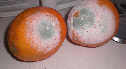 If you've ever seen a mouldy orange, which I'm sure you have, odds are good that it was Penicillium digitatum, one of the very many species of Penicillium that are very common in our air and soil and which generally look like a green mould with white edges when cultured.