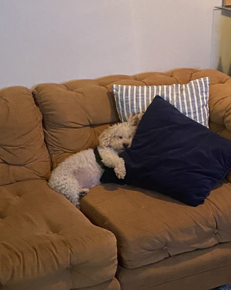 HunterScrumbles's tweet photo. Most likely going to slip into the abyss of this couch. Fucjing exhausted from chasing / getting hunted https://t.co/3l2vmmaCB8