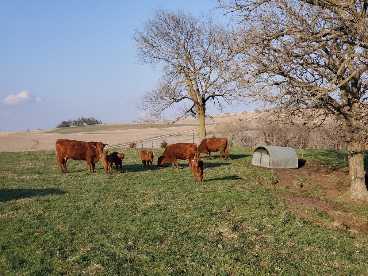 JessicaG706's tweet photo. My happy place tonight! Hubs watched the kiddos so I could check on my girls. #peaceful #RedAngus #keepingmysanity https://t.co/5WZRa9oyd0