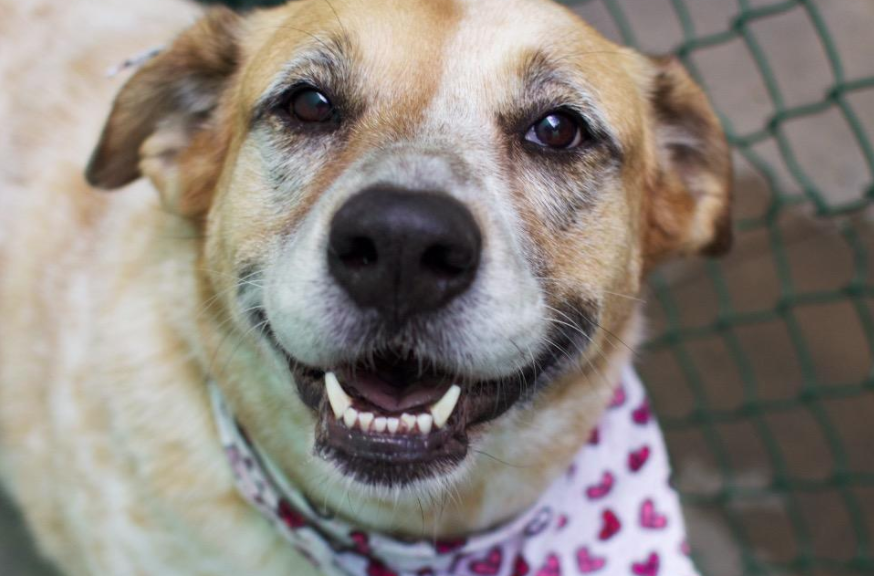 woofreport's tweet photo. 🐕See last Friday's Woof Report newsletter 💌 Home grooming, canine care, rover revealed: https://t.co/4ObNzXjhwW (and sweetheart Dolly, Dog of the Week, is up for adoption in LA💗 https://t.co/3rj8cxMZHP