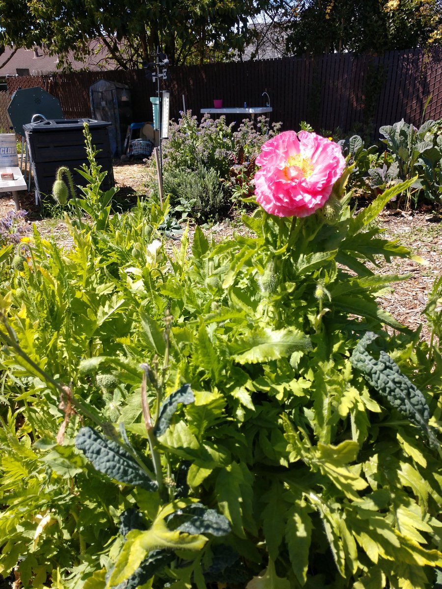 The school garden is looking beautiful these days. I'm so glad I can share these pictures with you. This flower bloomed just in the past week. It's really big - the size of the palm of my hand.  #UELFGarden <a href="/UELFSEAWOLVES/">UELFCRPUSD</a> <a href="/UELF_PTA/">UELF PTA</a> @schoolgardens