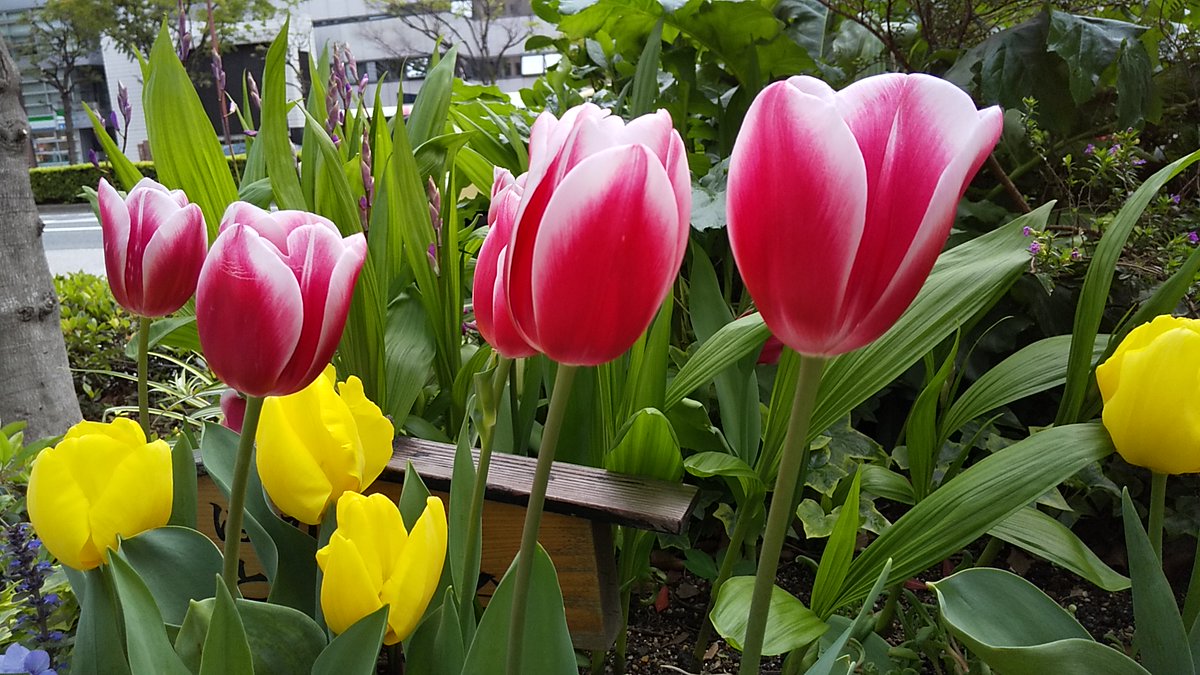 日刊スポーツ西部本社 九州 山口 A Twitter 季節は桜からチューリップへ 博多区の街路花壇の一コマです コロナ対策最前線で私たちの命を守る 人々へこの花を捧げたいです 花言葉は 博愛 担当ｍ