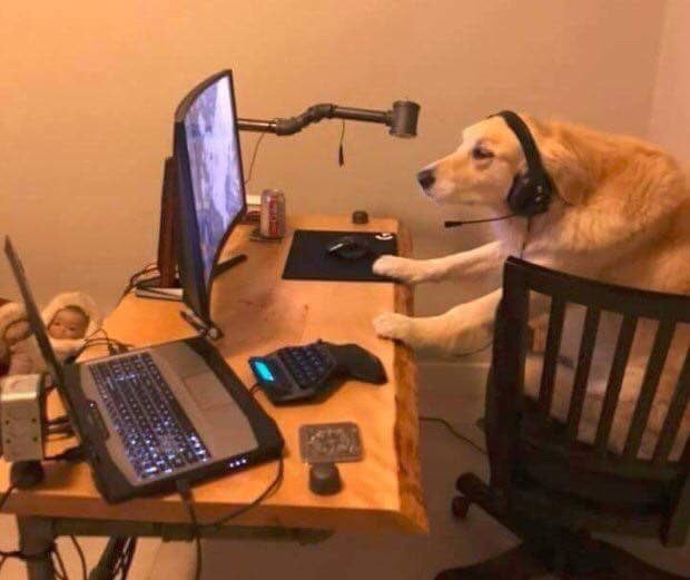 fuck it, dog gamer