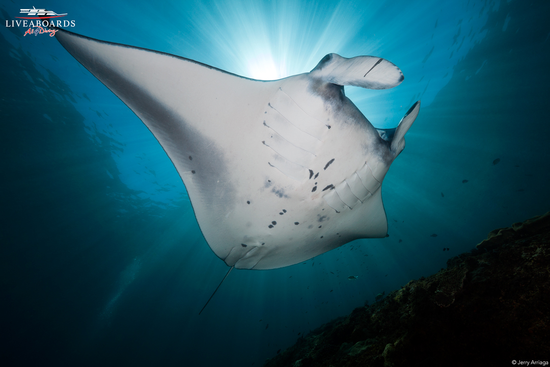 _liveaboards_'s tweet photo. The central of the North Male Atoll is one of the best areas for diving with manta rays. At around 20m there is a sandy plateau where white tip reef sharks can be found, and the cleaning station is in the shallow area with plankton-rich water.

🌐 https://t.co/NtJJW0Jfp1 https://t.co/rpJAeEdicX