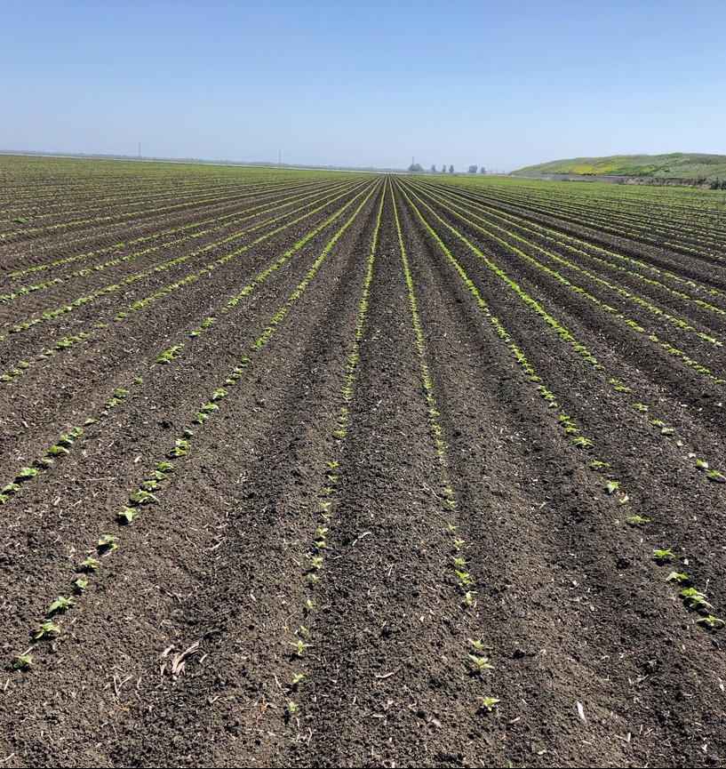 GyoriTibi75's tweet photo. #Sunflower seeds production field in California (United States) - 15/04/2020
#WeAllNeedToEat #PromisingStart #WeelDoneFolks https://t.co/U7z0pZbFSR