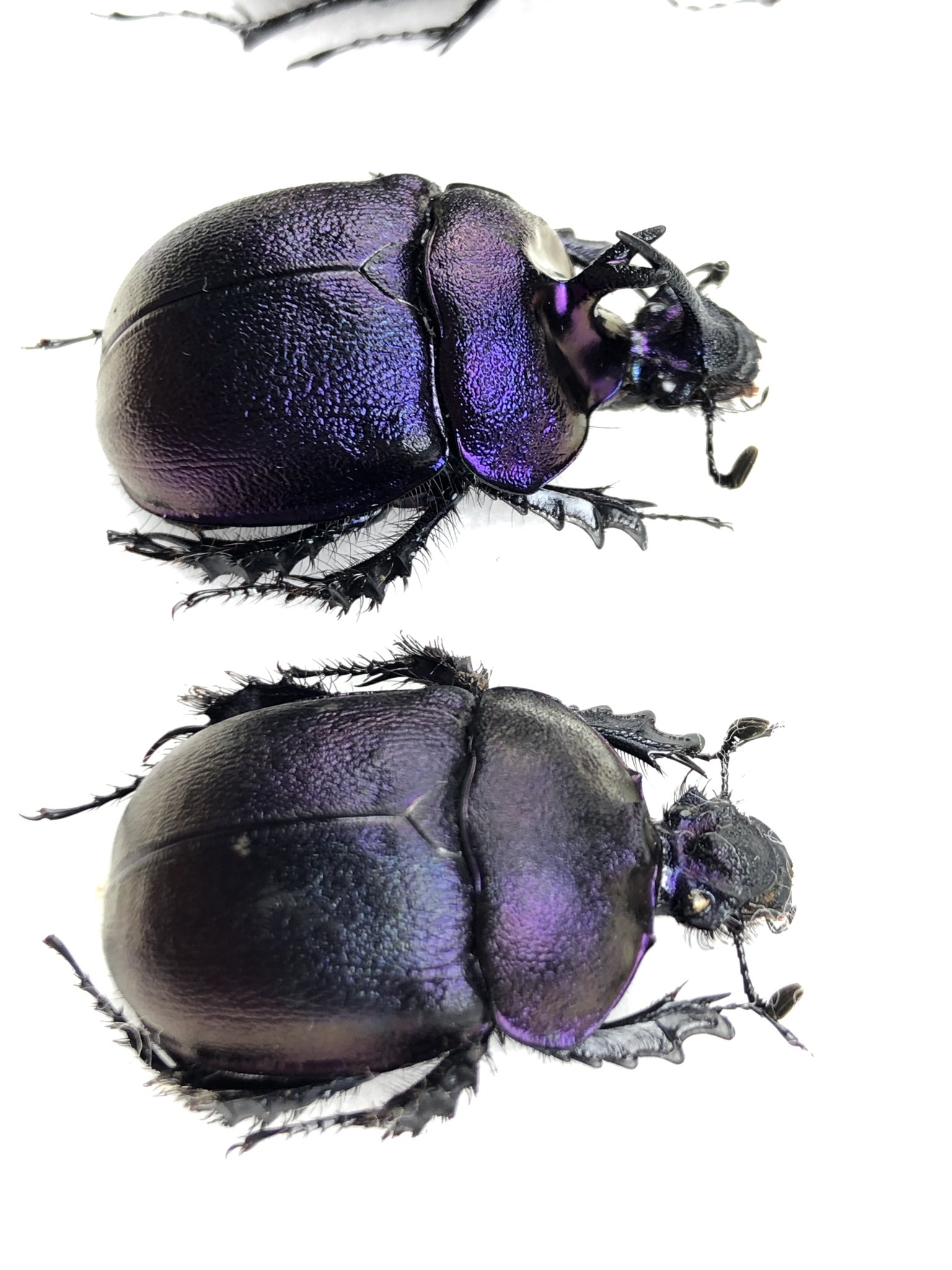 Damaster & Carabus on X: 