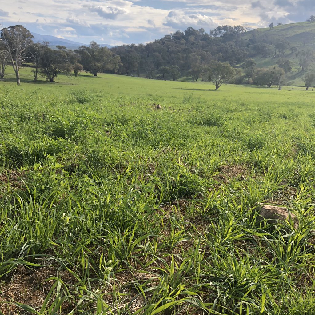 Ram weaners av 5.8kg at 11 months of age and a top of 9.3kg. All sheep out of containment, 120 days feed ahead of us! Early stud ewes all treated and paddocked out for lambing. Vetch/Oats up and away a good 180mm soaking☔️ #bogomerinos #wool #pathwaytoprofitability #bogoisthego